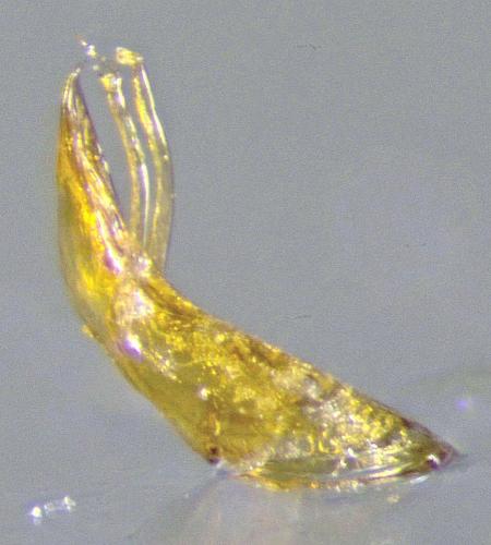Bathysciola sp.